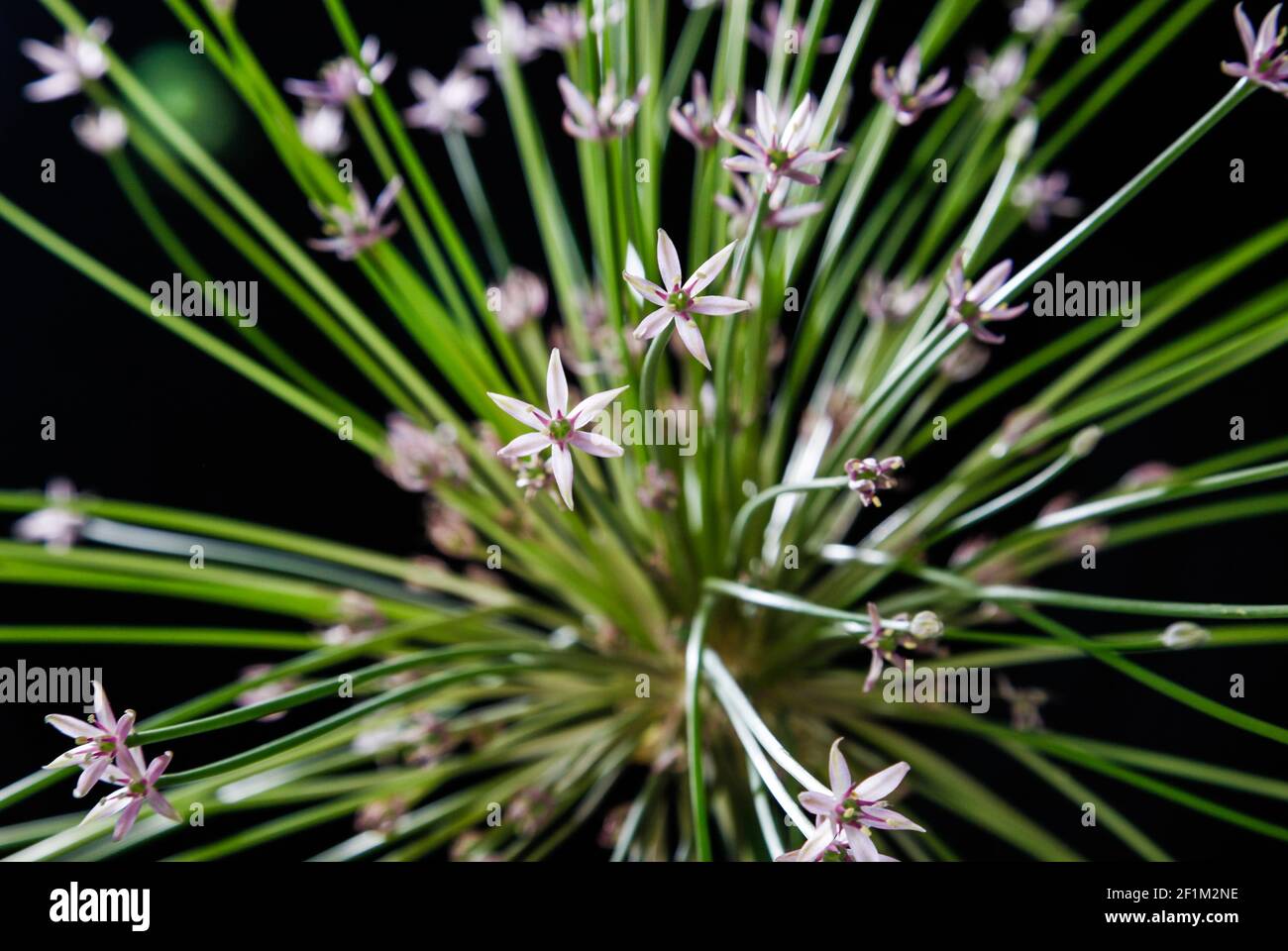 Allium giganteum, purple flower, garlic Stock Photo Alamy