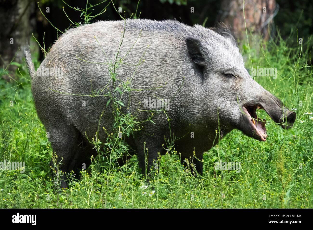 Boar teeth hi-res stock photography and images - Alamy