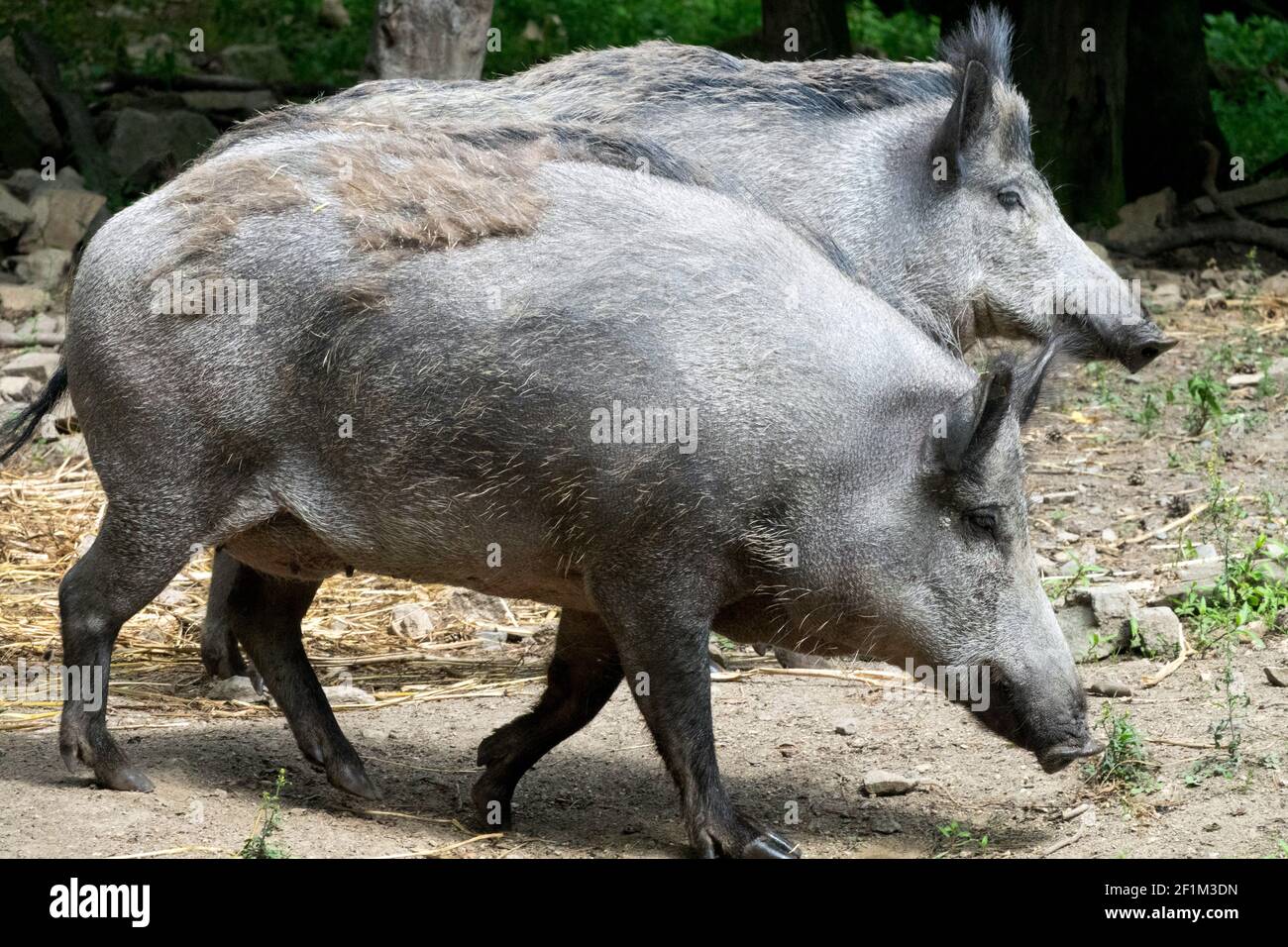 Two wild boars Sus scrofa Germany Stock Photo