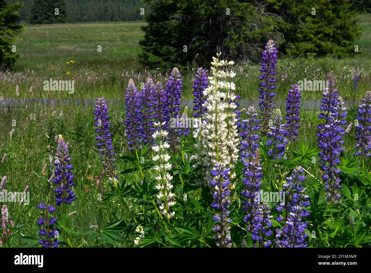 Lupines, wildflowers growing on mountain meadow Ore Mountains Czech Republic Stock Photo