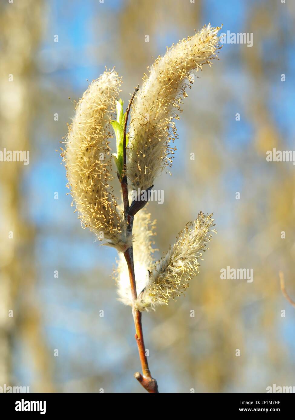 Grey willow (Salix atrocinerea syn. Salix cinerea cultivar) against blue sky. Early spring blooming. Stock Photo