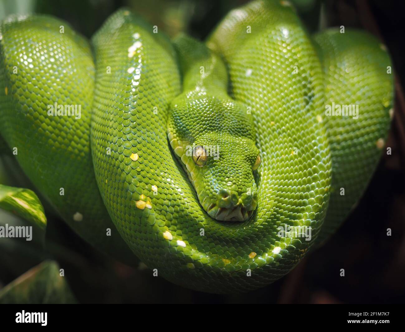 Green python (morelia viridis) comfortably coiled on a tree branch (snake species of the pythonidae family). Paris zoo. Stock Photo