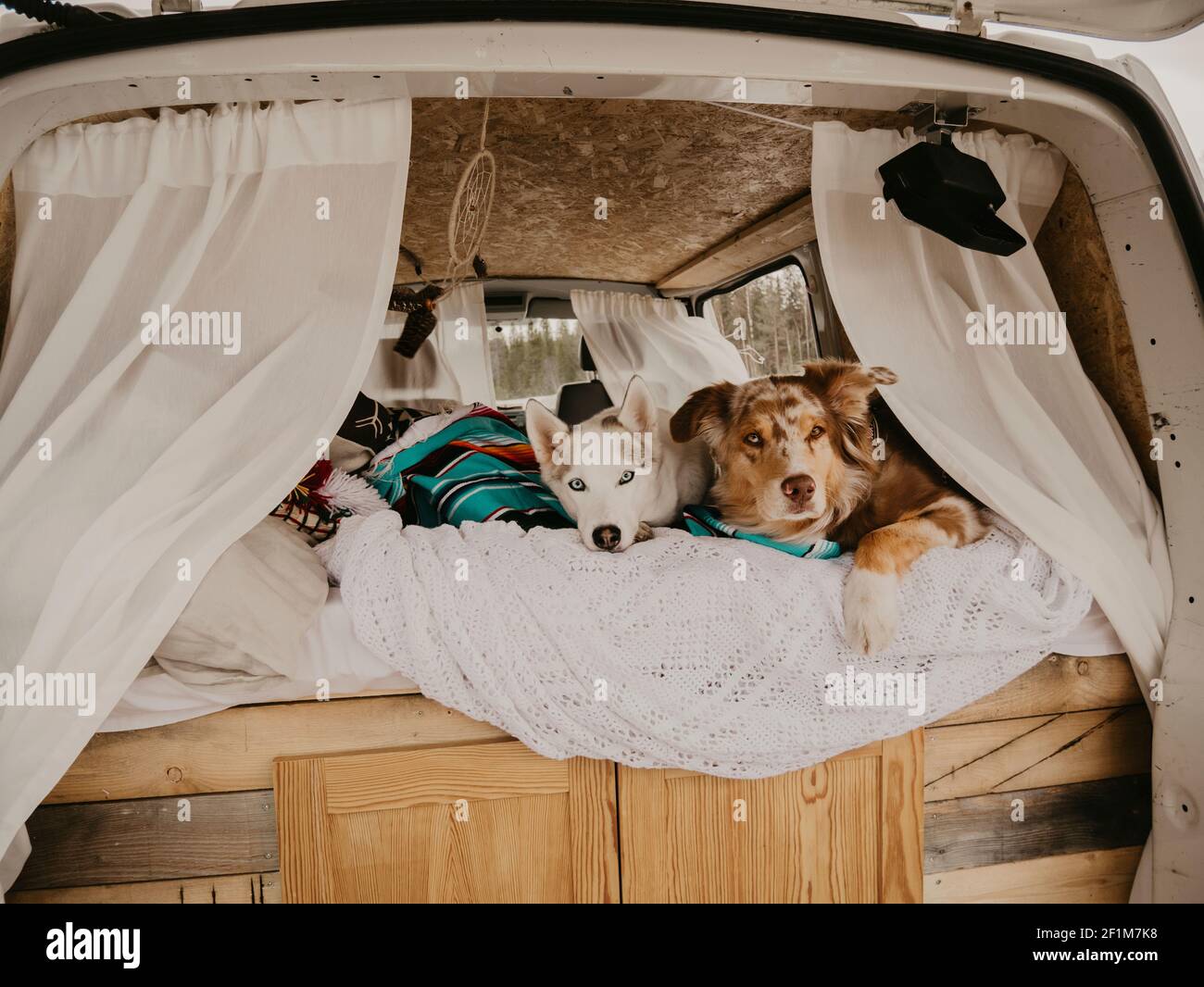Dogs lying on bed in camper van Stock Photo Alamy