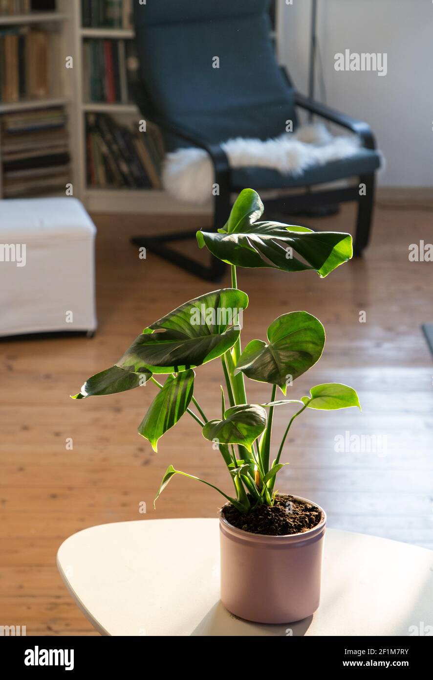 monstera or split-leaf philodendron (Monstera deliciosa) in a pot ...