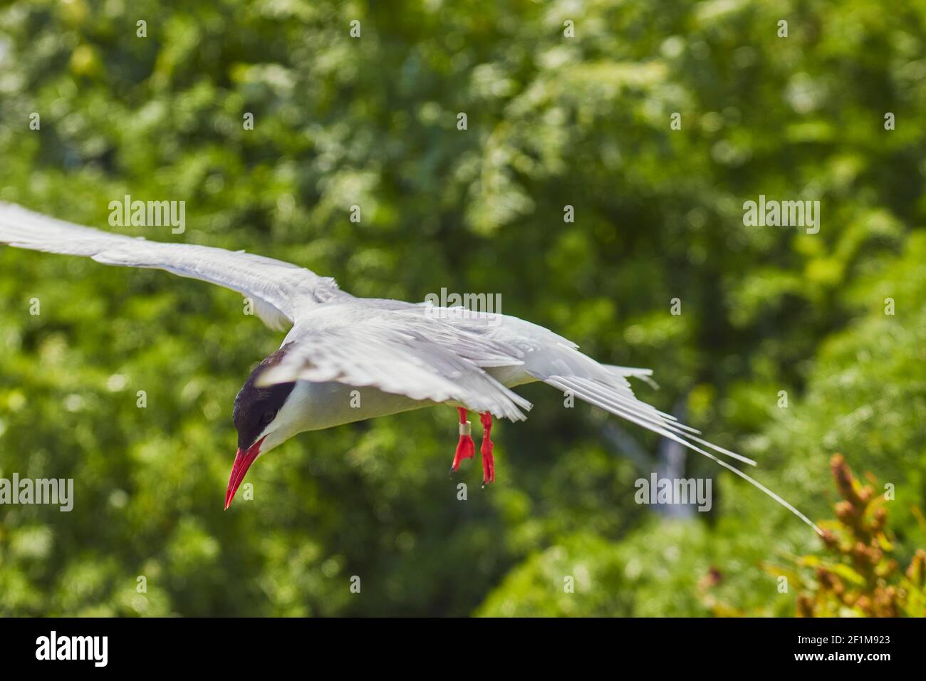 An Arctic Tern, Sterna paradisaea, defending its nesting territory from visitors, on Inner Farne, the Farne Islands, Northumberland, Great Britain. Stock Photo