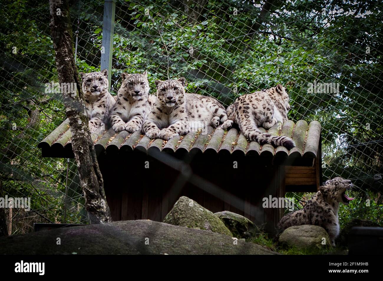 Full length zoo animal animals hi-res stock photography and images - Alamy