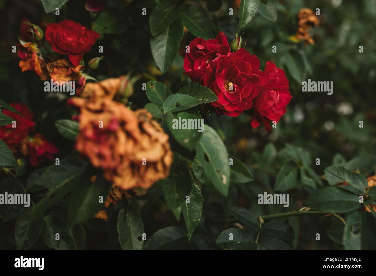 Flowering red roses Stock Photo