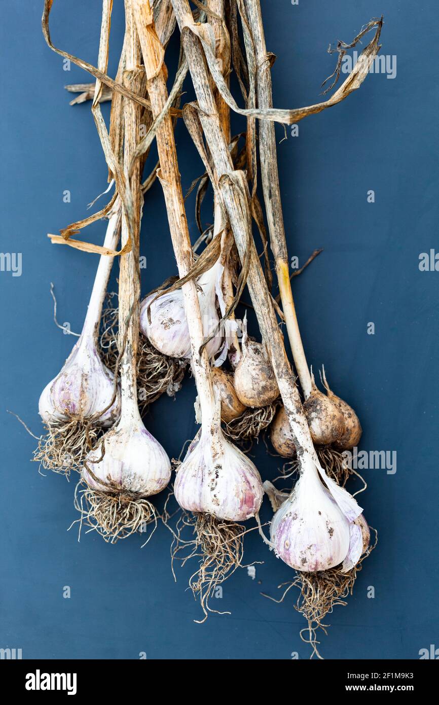 Bunch of garlic on blue background Stock Photo - Alamy