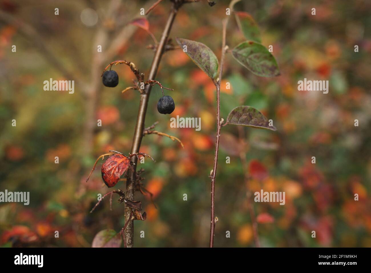Close-up of blueberries on plant Stock Photo