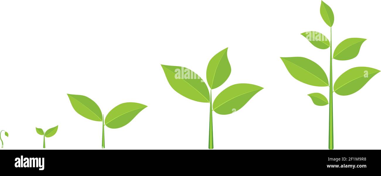 Phases plant growing. Stock Vector