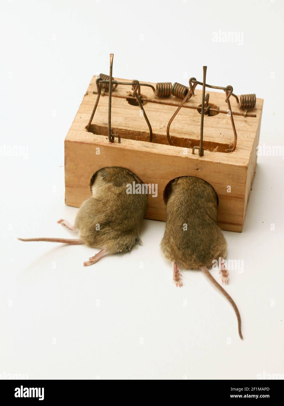 https://c8.alamy.com/comp/2F1MAPD/mousetrap-with-mice-2F1MAPD.jpg