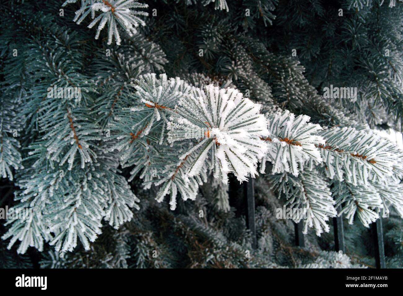 Christmas tree branch with snow. Spruce branches with frost. Stock Photo