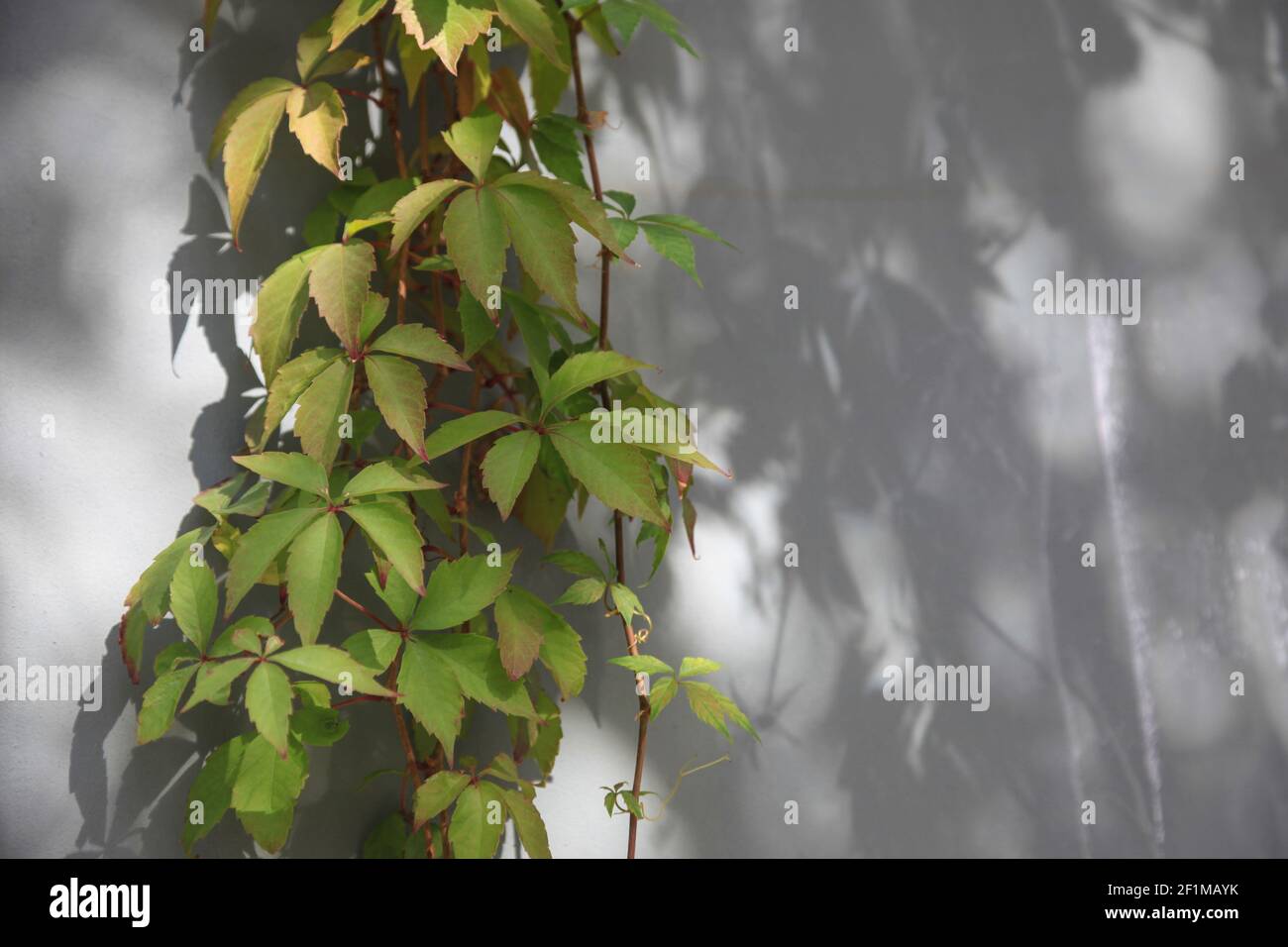 Ivy on a house wall Stock Photo