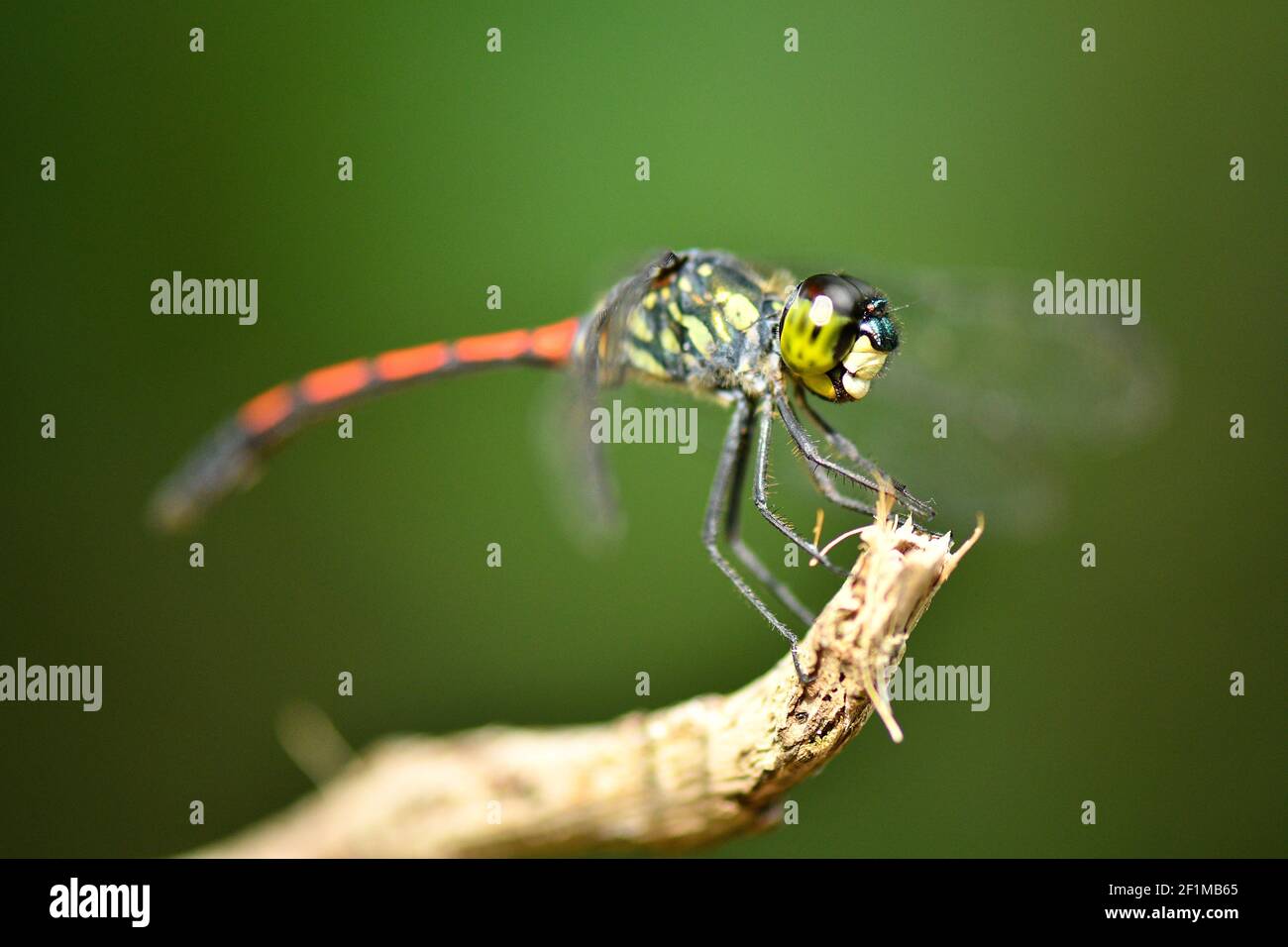 Dragonfly with red tail Stock Photo