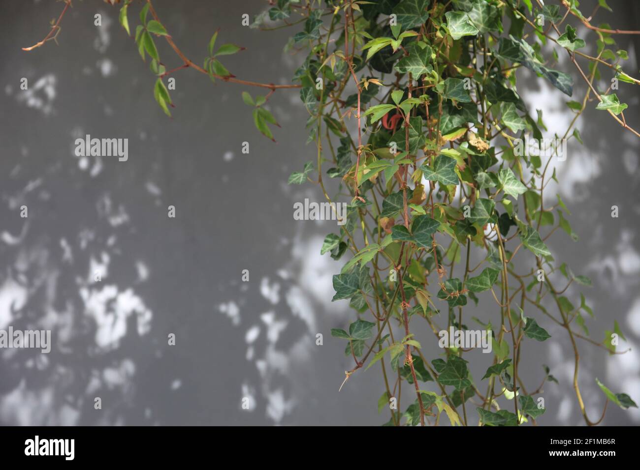 Ivy on a house wall Stock Photo