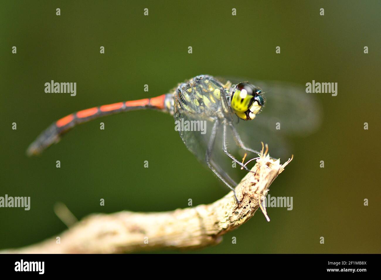 Dragonfly with red tail Stock Photo