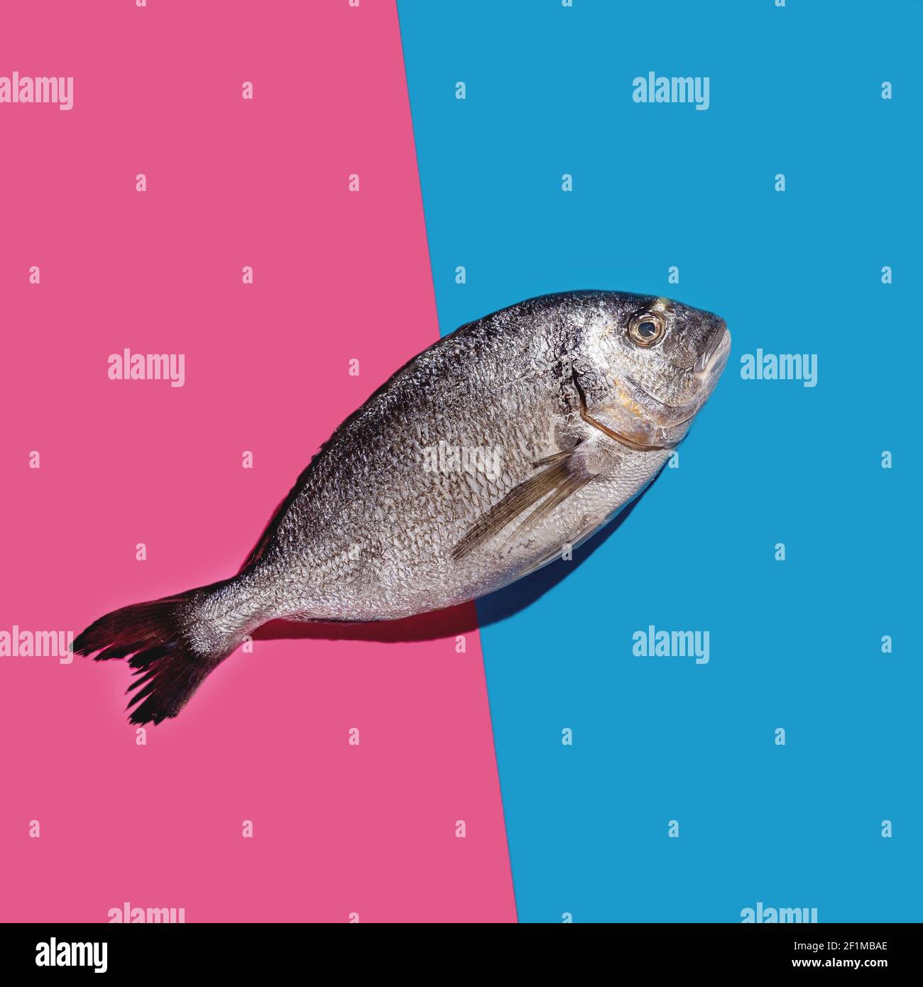 One dorado fish on a bright blue and pink background with hard shadows Stock Photo