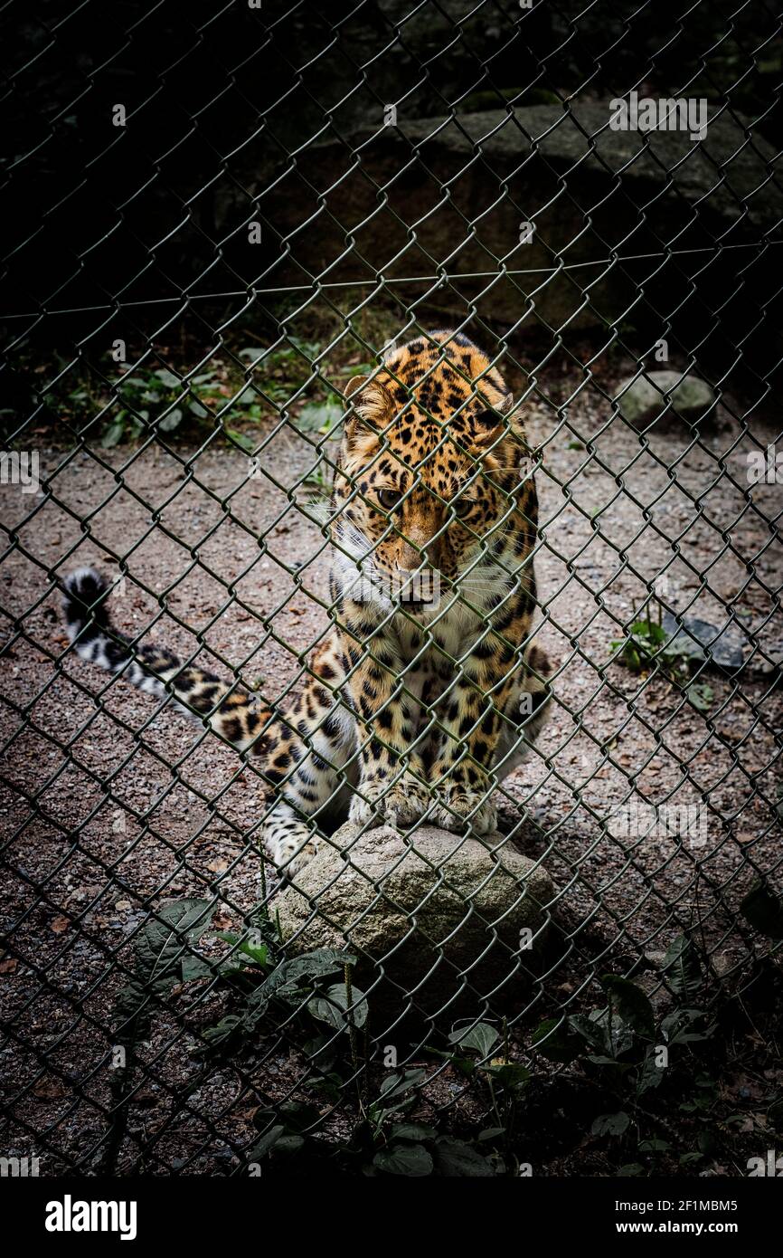 Leopard in zoo Stock Photo