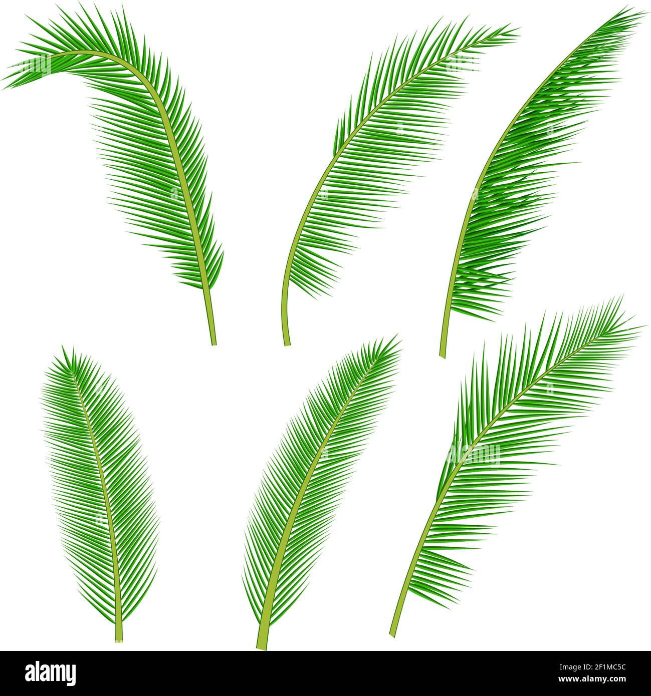 tropical palm leaves collection Stock Vector Image & Art - Alamy