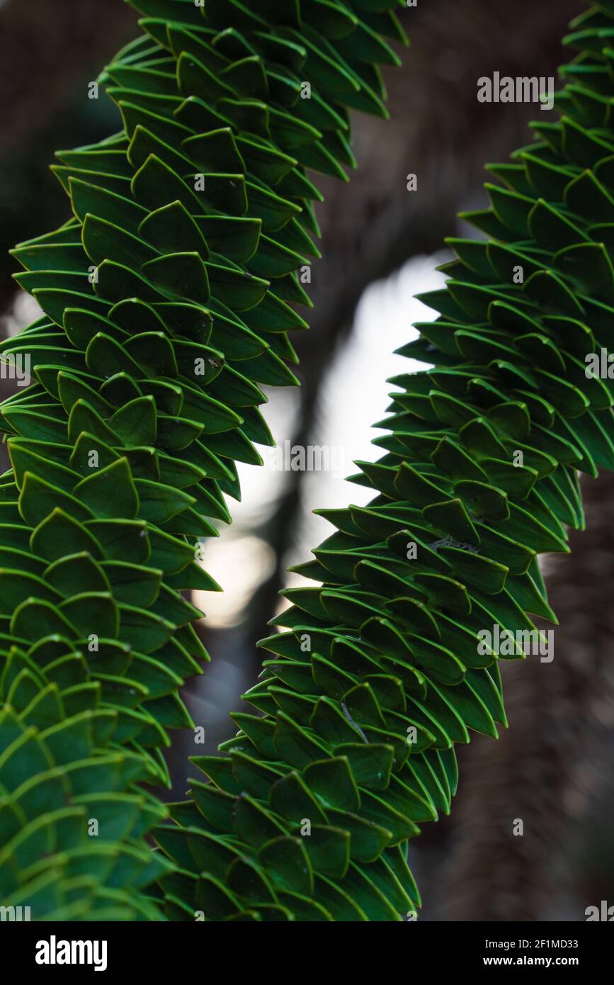 Monkey puzzle tree, Araucaria araucana, evergreen tree, native southern Chile, western Argentina, hardiest species, conifer, Green, spiky, stiff, leaf Stock Photo