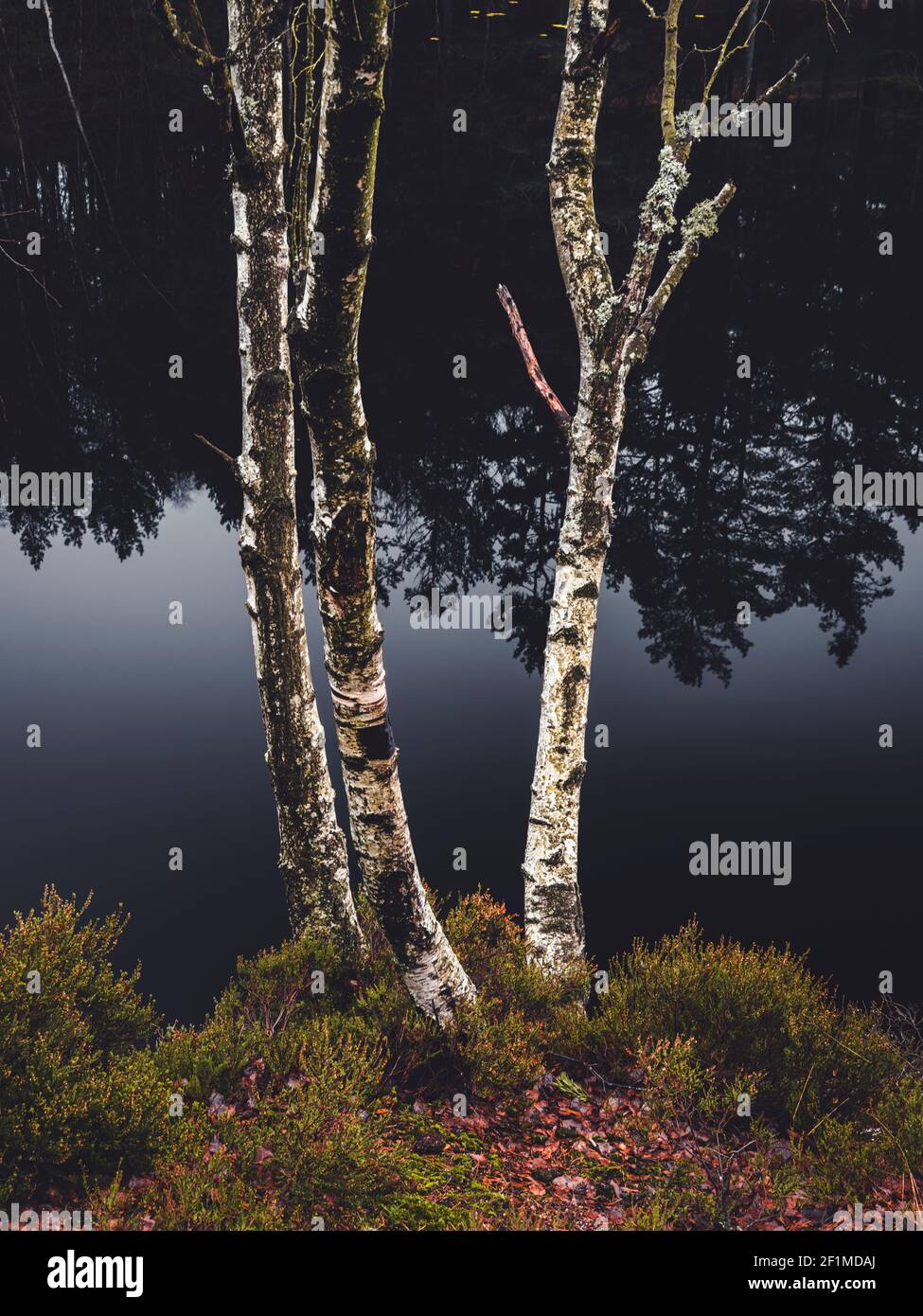 Birch trees at water Stock Photo