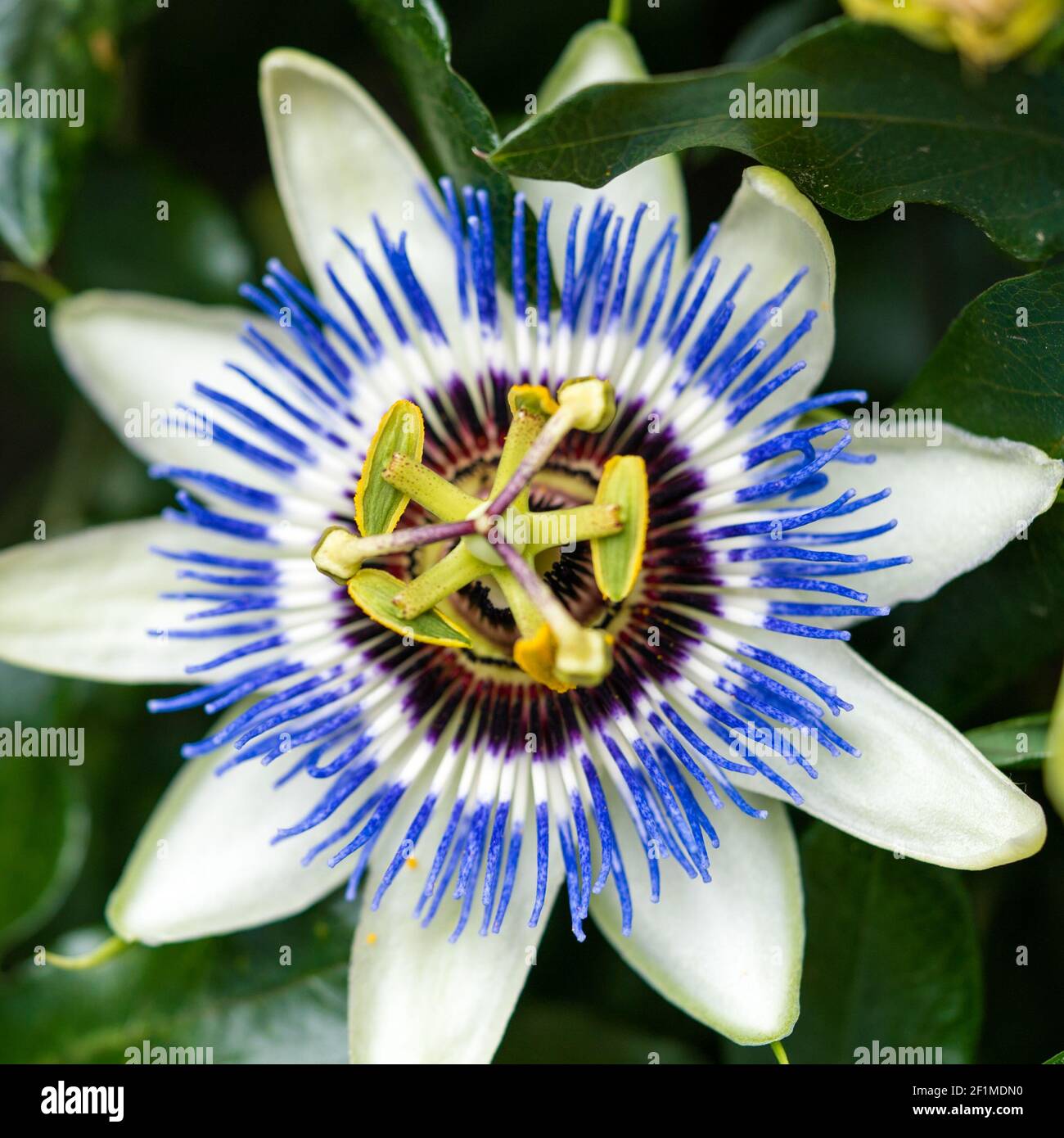 Macro photograph of a passion flower blossom and vine Stock Photo