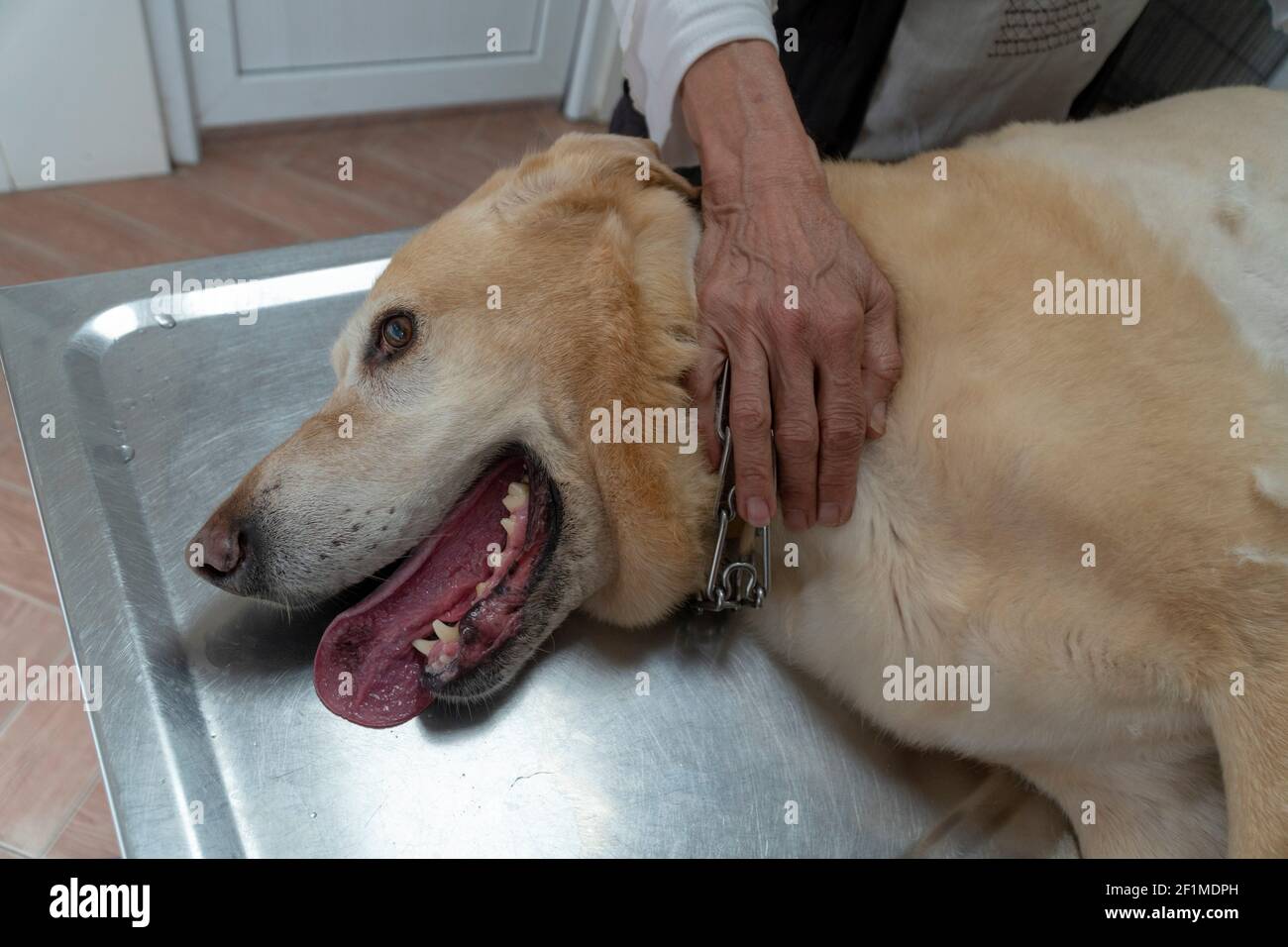 Animal spa and grooming concept: A Labrador red river is lying on a metal table and getting a hair cut. Human hands are holding his paws. Stock Photo
