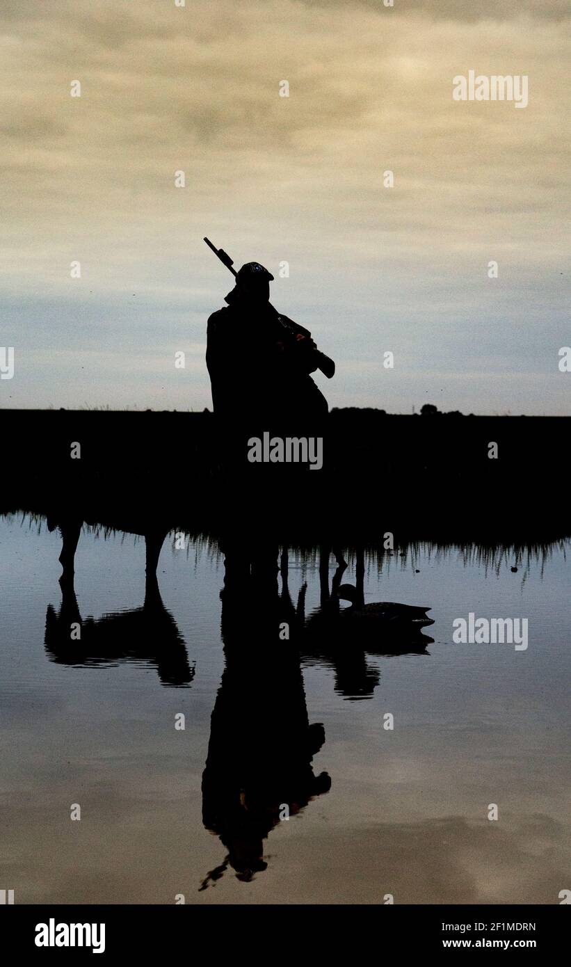 A wildfowler, or duck hunter, with his dog on a Lincolnshire salt marsh at last light by a pool with his dogs Stock Photo
