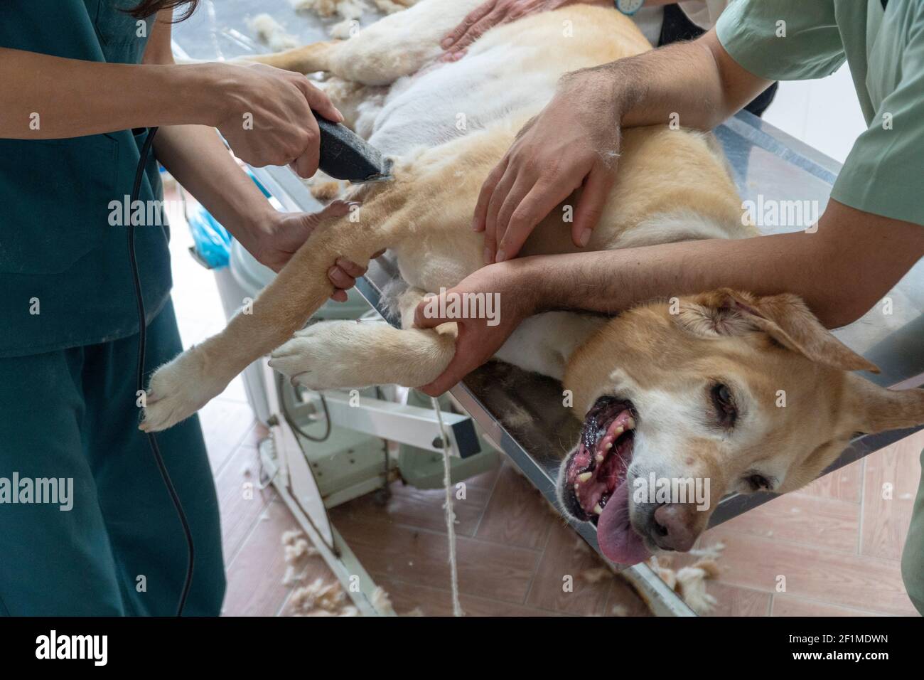 Animal spa and grooming concept: A Labrador red river is lying on a metal table and getting a hair cut. Human hands are holding his paws. Stock Photo