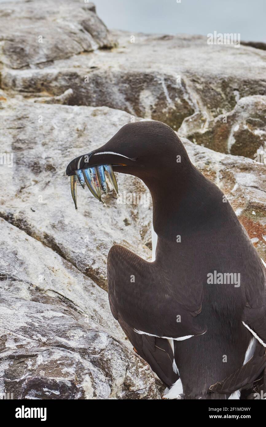 A Razorbill, Alca torda, a seabird, with a mouthful of sand eels, on Inner Farne, the Farne Islands, Northumberland, northeast England, Great Britain. Stock Photo