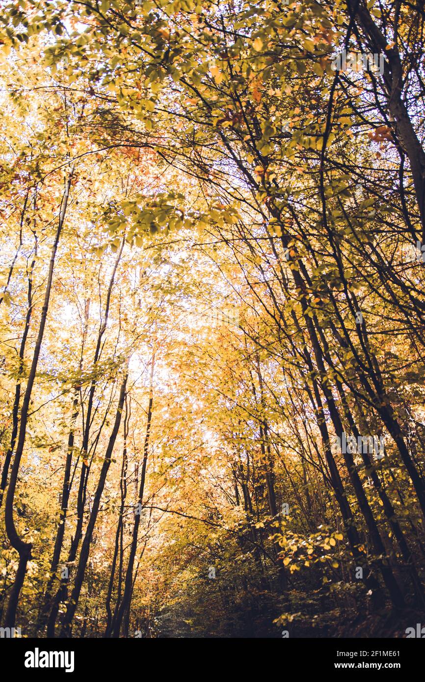 A vertical shot of a stunning autumn forest with orange-yellow leaves ...