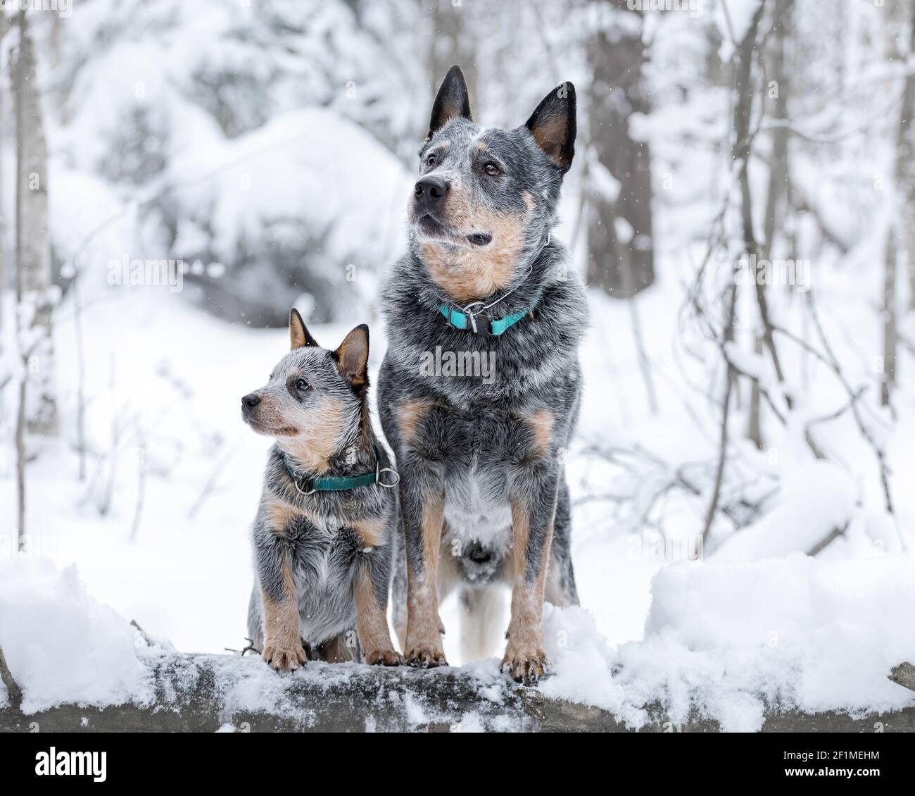 Portrait of two australian cattle dogs or blue heelers: adult and puppy. Pets at winter nature Stock Photo