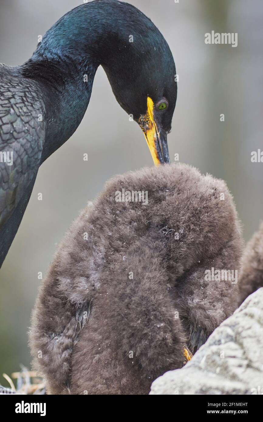 A Shag chick and parent, Phalacrocorax aristotelis, on Staple Island, in the Farne Islands, Northumberland, northeast England, Great Britain. Stock Photo