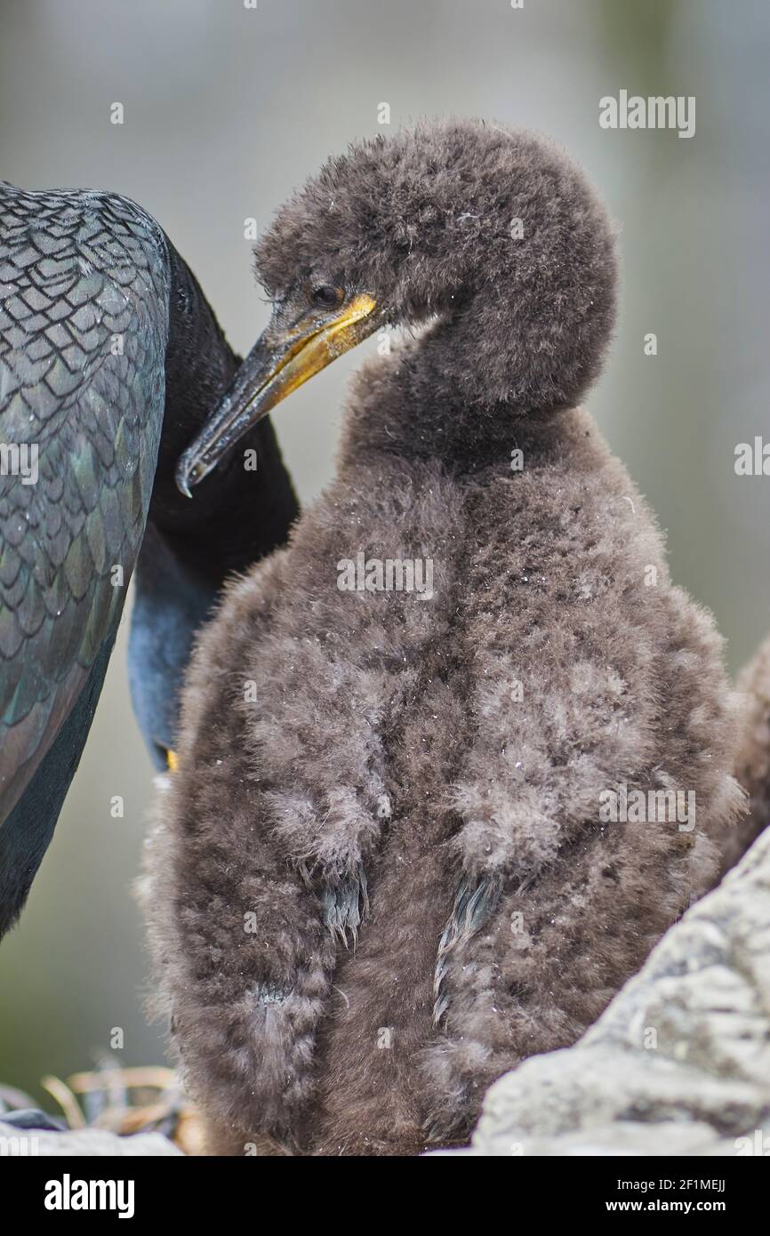 A Shag chick and parent, Phalacrocorax aristotelis, on Staple Island, in the Farne Islands, Northumberland, northeast England, Great Britain. Stock Photo