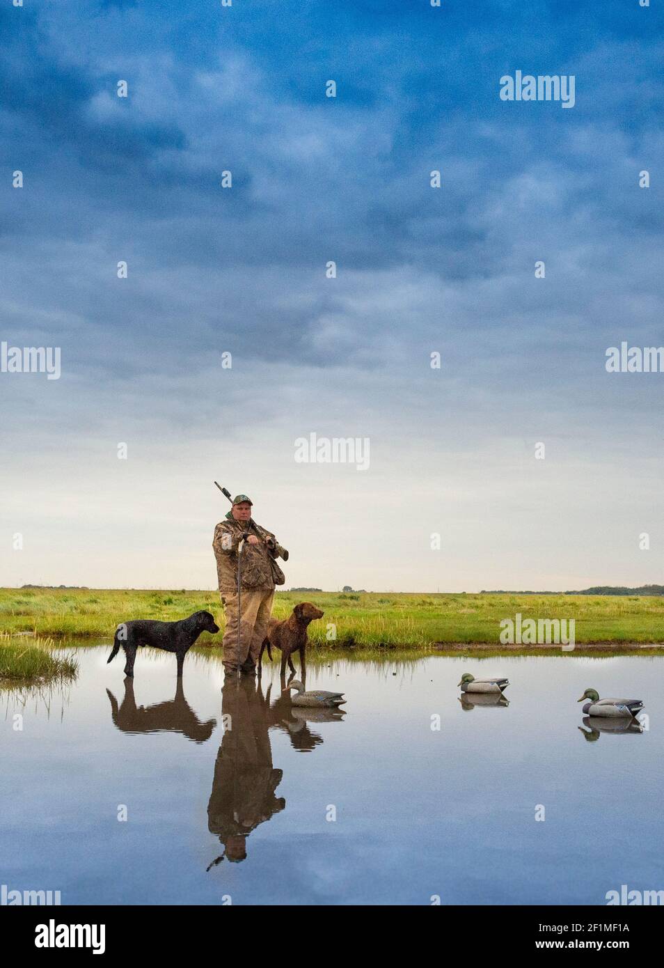 A wildfowler, or duck hunter, with his dog on a Lincolnshire salt marsh at last light by a pool with his dogs and decoys Stock Photo