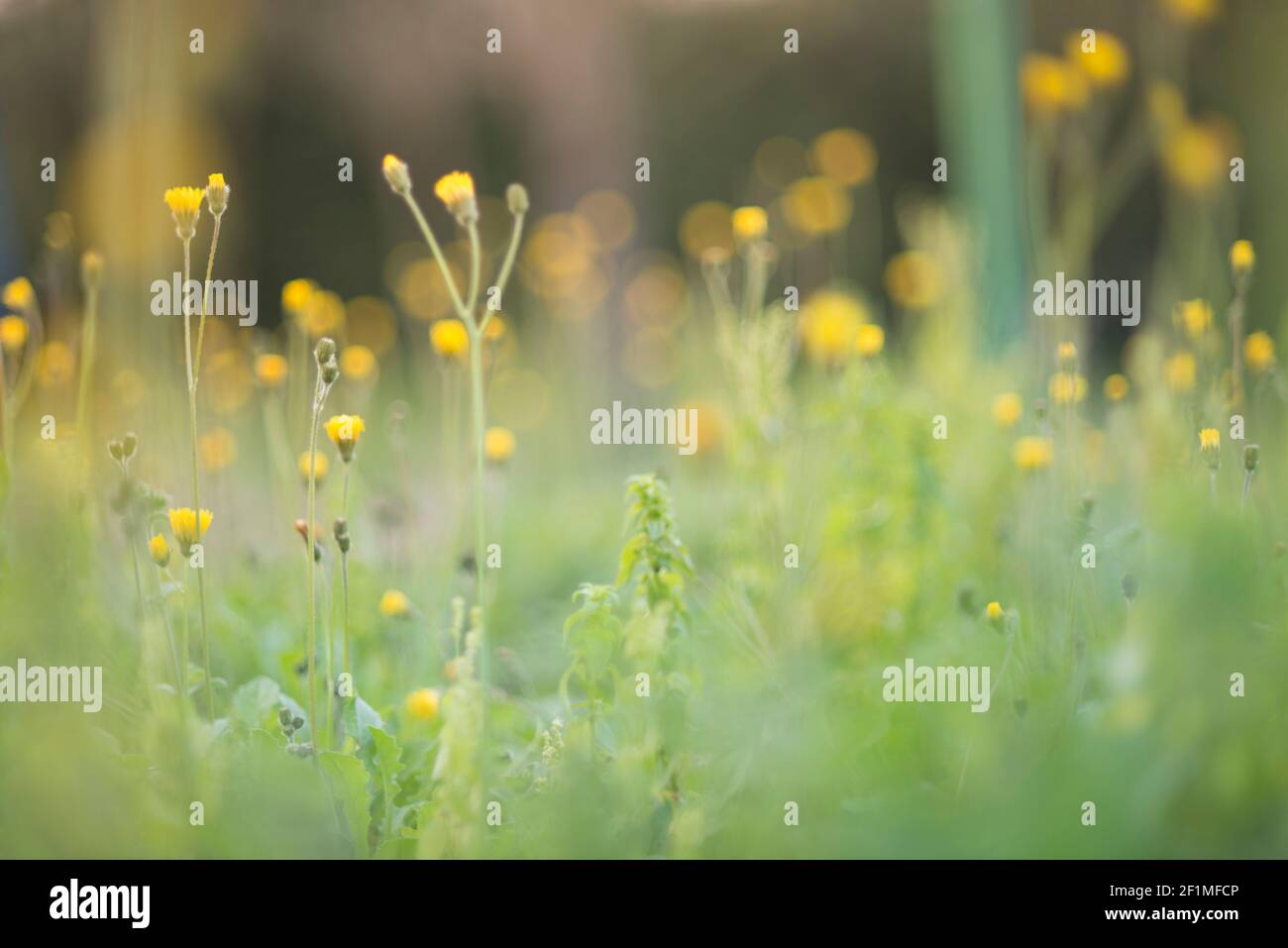 herbs with sun rays close up Stock Photo - Alamy