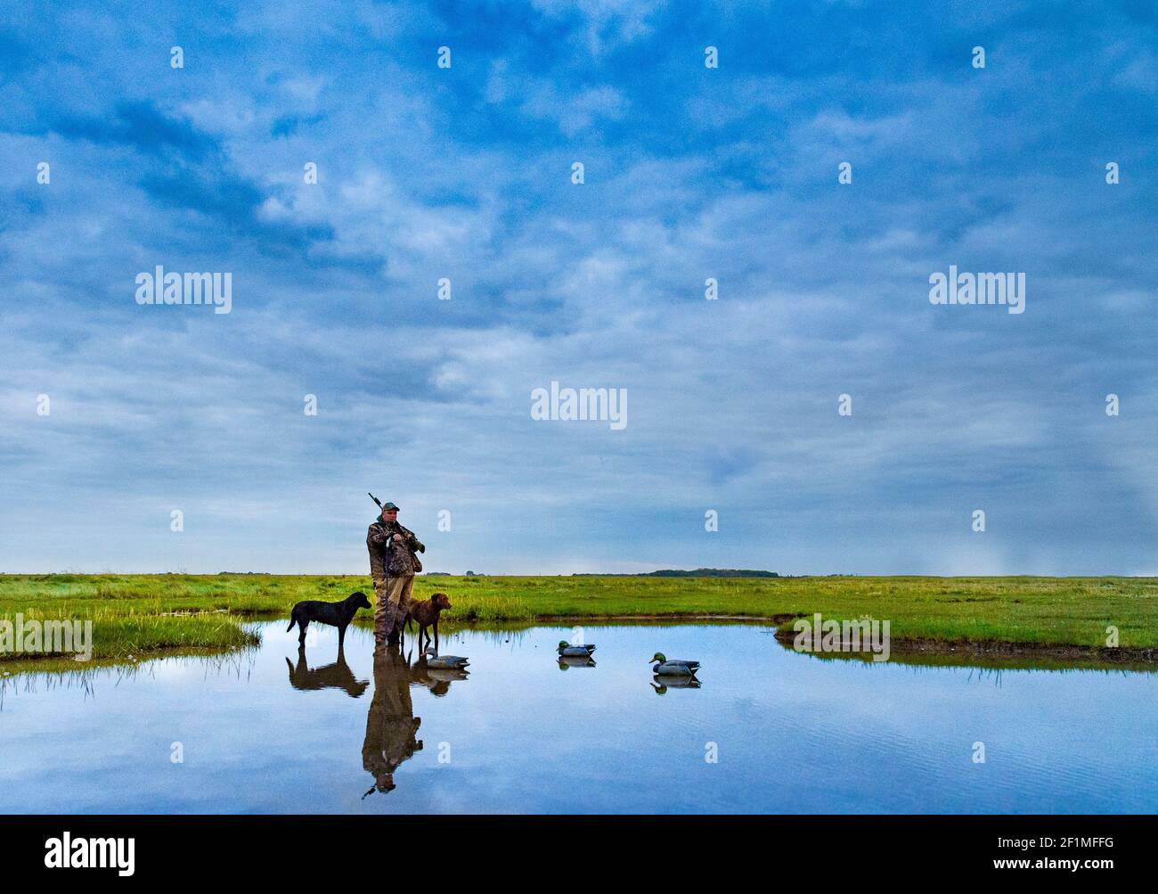 A wildfowler, or duck hunter, with his dog on a Lincolnshire salt marsh at last light by a pool with his dogs and decoys Stock Photo