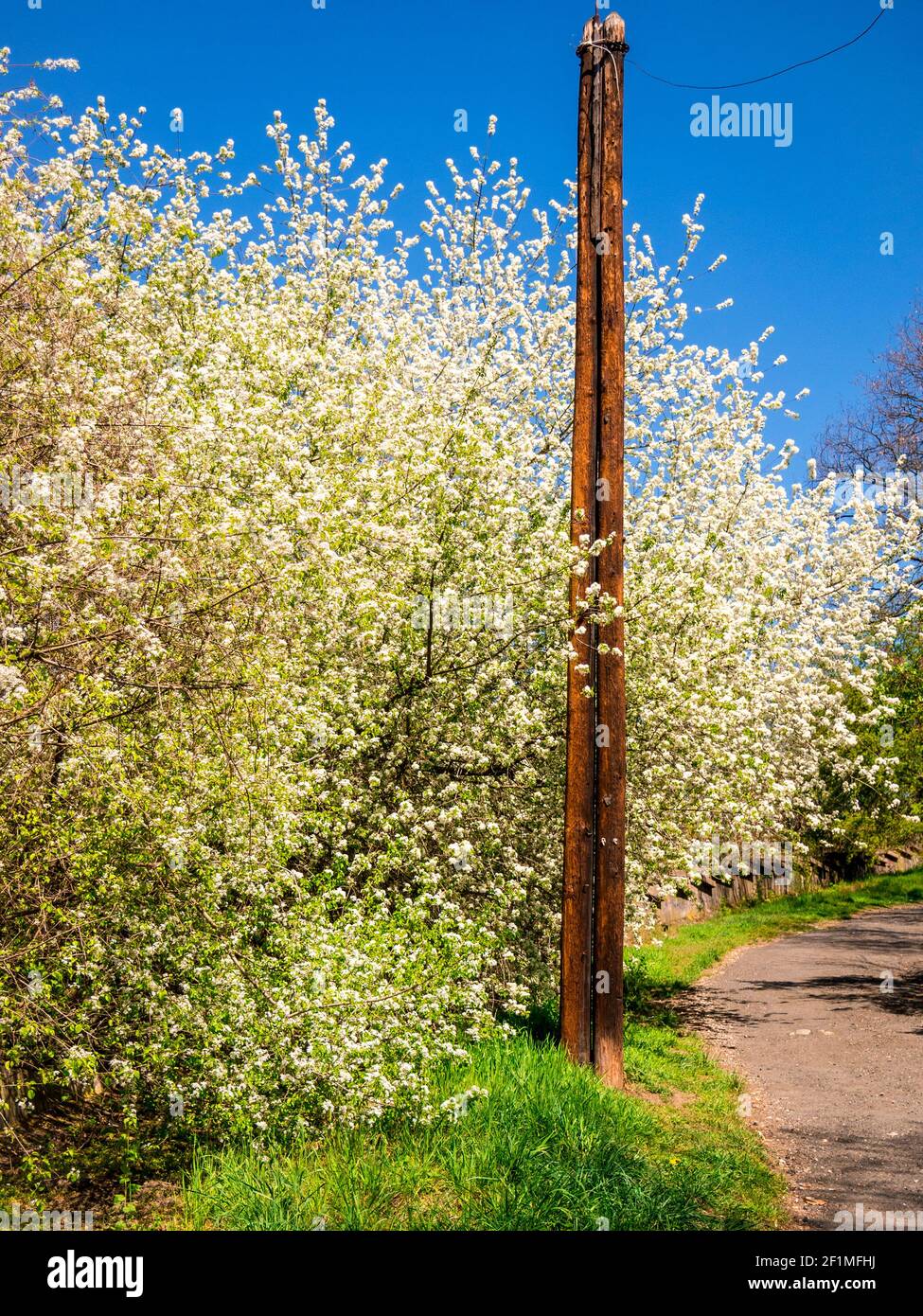 Old wooden telegraph pole on the side of the road with flowering wild cherry trees. Stock Photo