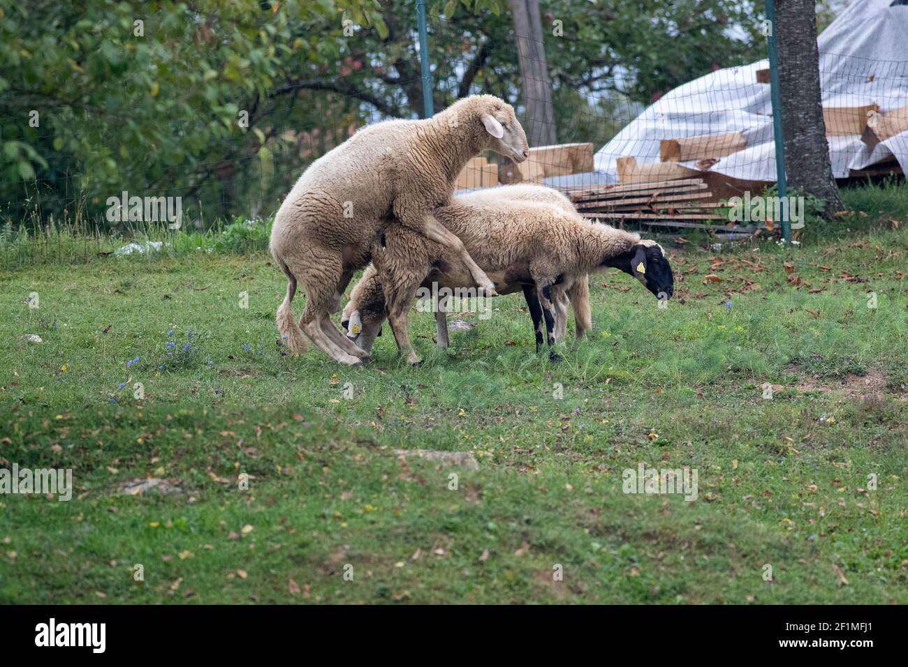 The sheep couples mating in a sheep yard Stock Photo
