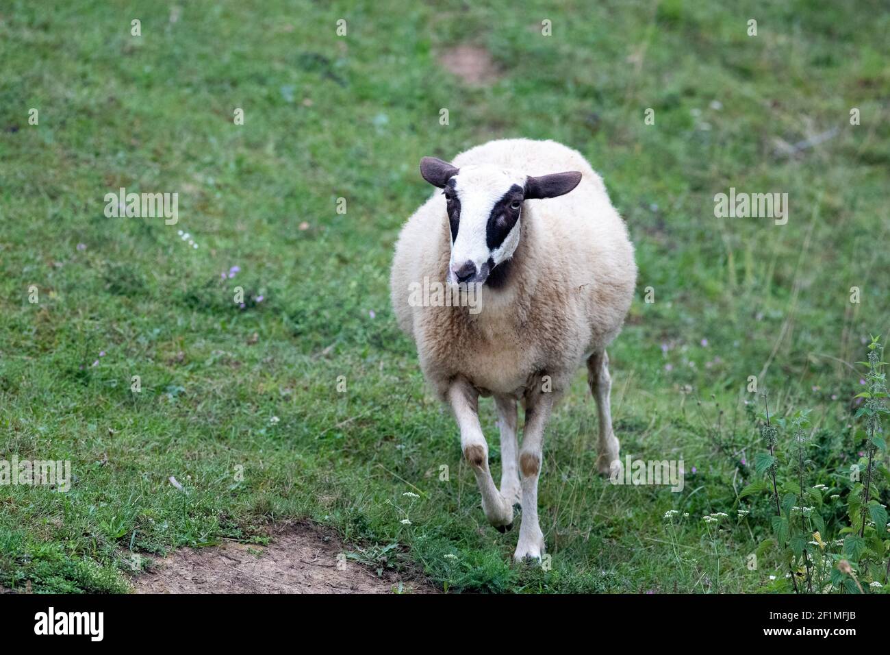 A closeup shot of a lamb running in the field Stock Photo