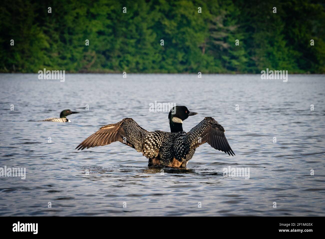 A loon flaps its wings in the St. Regis area of the Adirondack