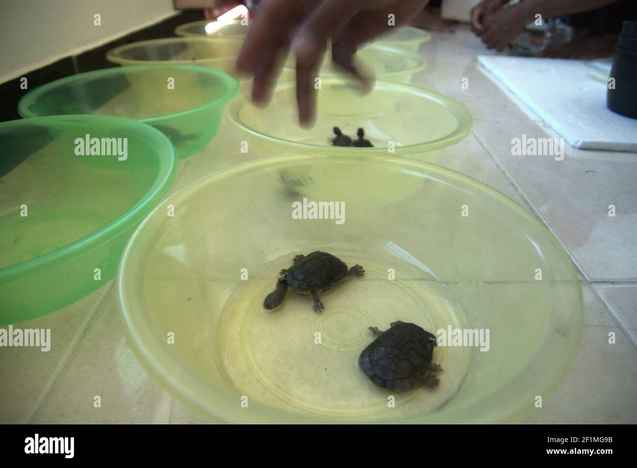 Rote Island, Indonesia. July 15, 2009. Worker of a company that is an official breeder of Rote Island's snake-necked turtles (Chelodina mccordi) placing the endemic turtles into plastic bowls for conditioning phase. Bred in captivity, the turtles will be released to the wild, to one of the suitable habitats which is Lake Peto in Maubesi village, on a ceremonial event that will be attended by Indonesian officials on July 16, 2009. Indonesian officials, official breeders, and NGOs conduct the release program as one of the conservation efforts to save the critically endangered species. Stock Photo