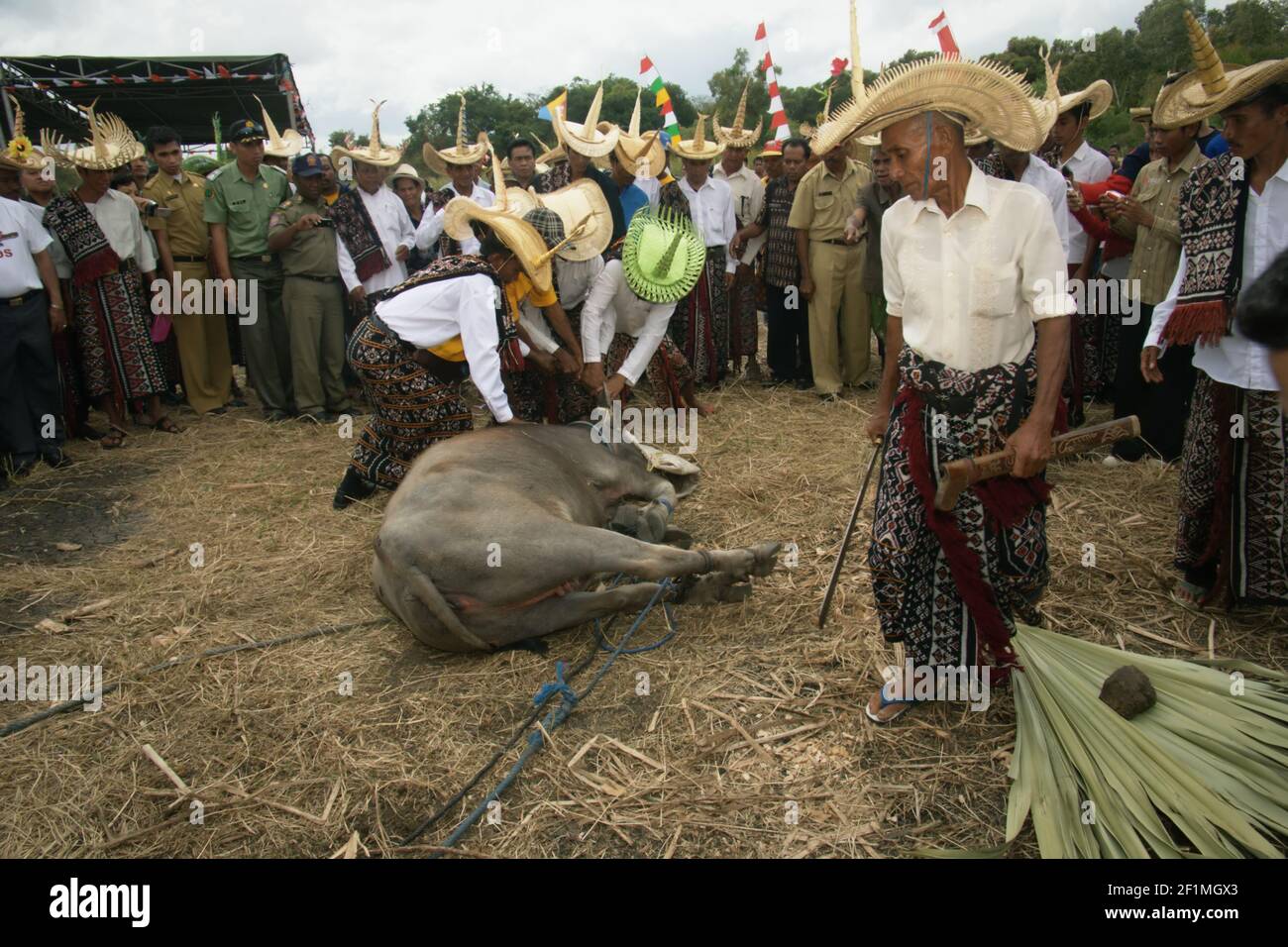 Rote Island, Indonesia. July 16, 2009. Elders of different clans slaughtering a water buffalo, a ritual to declare that they have reached a consensus to save the Rote Island's snake-necked turtle (Chelodina mccordi) from extinction, during a ceremonial event to release the turtles bred in captivity back to a suitable habitat. Lake Peto, Maubesi village, Rote Ndao regency, East Nusa Tenggara, Indonesia. Stock Photo