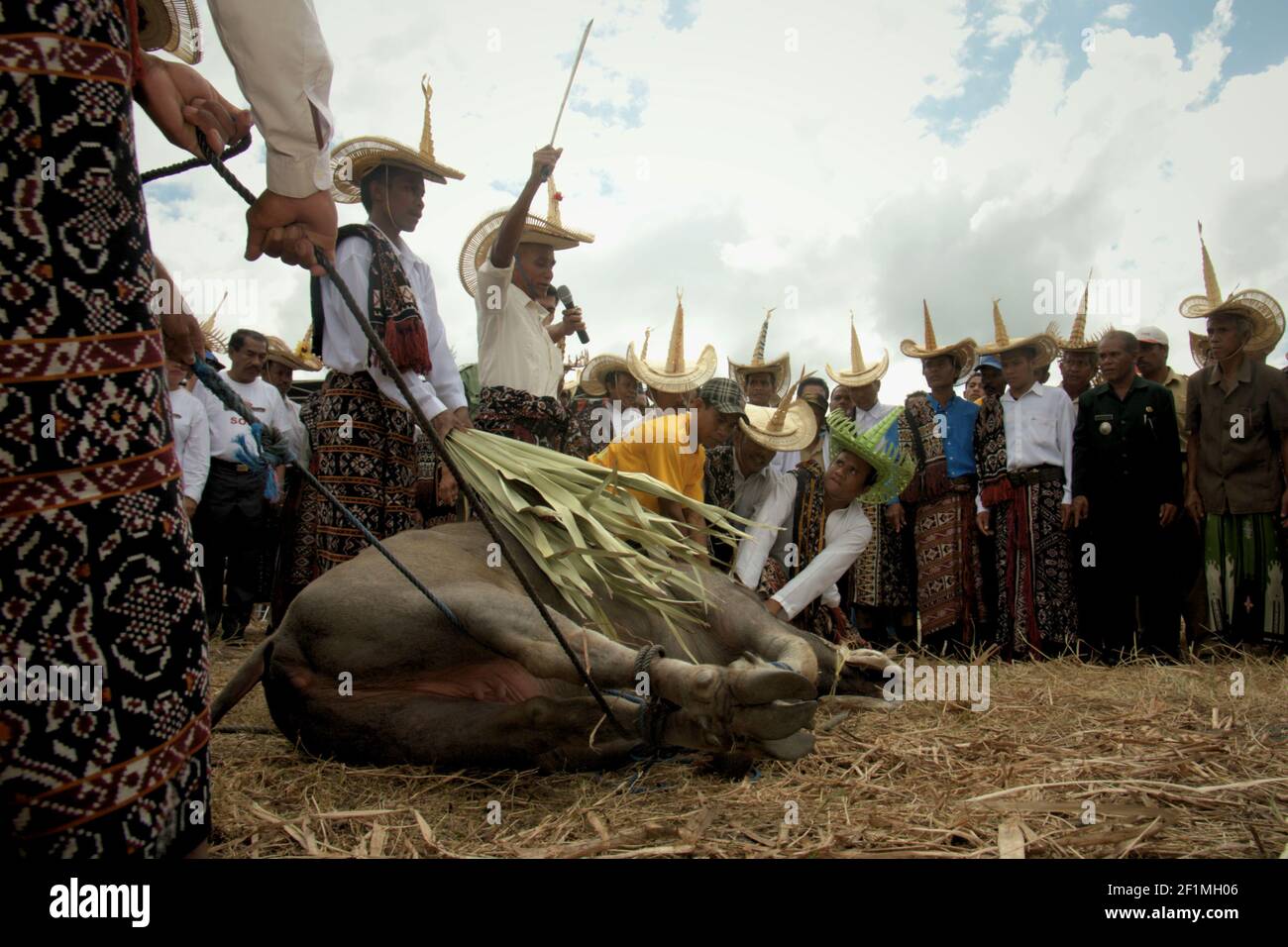 Rote Island, Indonesia. July 16, 2009. Elders of different clans slaughtering a water buffalo, a ritual to declare that they have reached a consensus to save the Rote Island's snake-necked turtle (Chelodina mccordi) from extinction, during a ceremonial event to release the turtles bred in captivity back to a suitable habitat. Lake Peto, Maubesi village, Rote Ndao regency, East Nusa Tenggara, Indonesia. Stock Photo