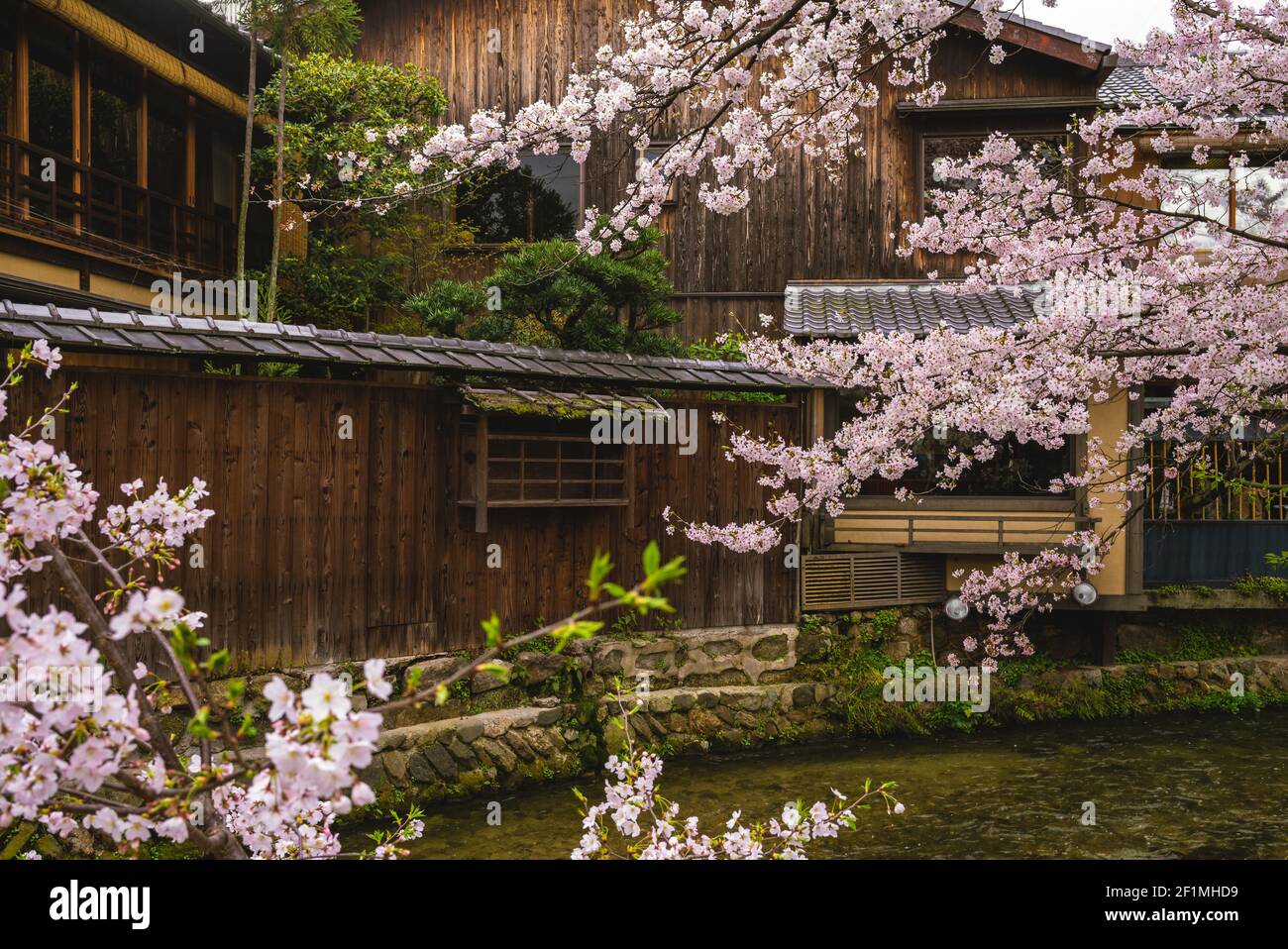 Smaller Japanese House with whool cherry blossoms on top of hill