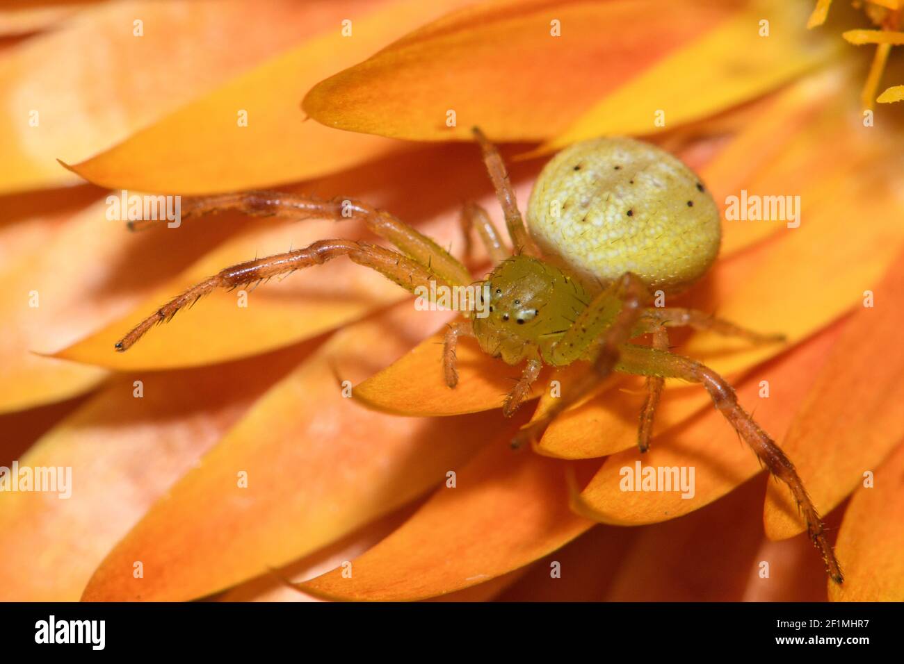 Lozenge shaped Crab Spider on Flower. Stock Photo