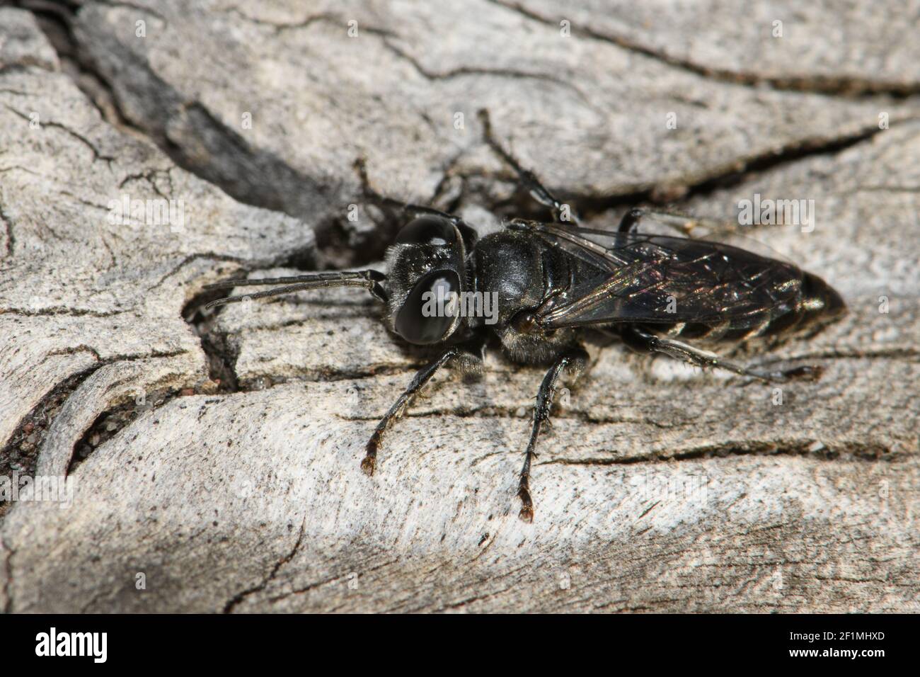 Square Headed Wasp at rest. Stock Photo