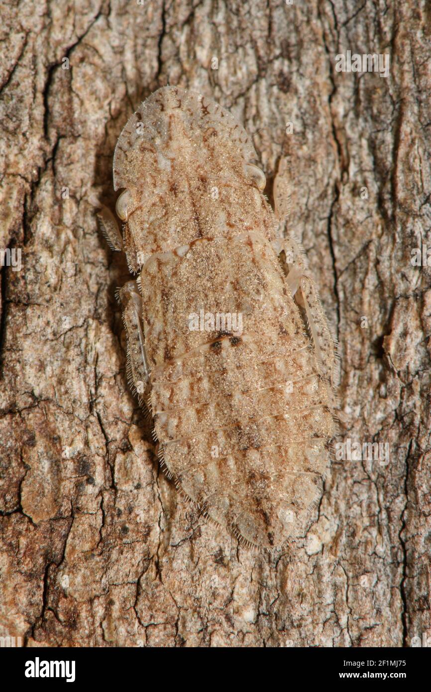 Camouflaged Leafhopper Nymph. Stock Photo