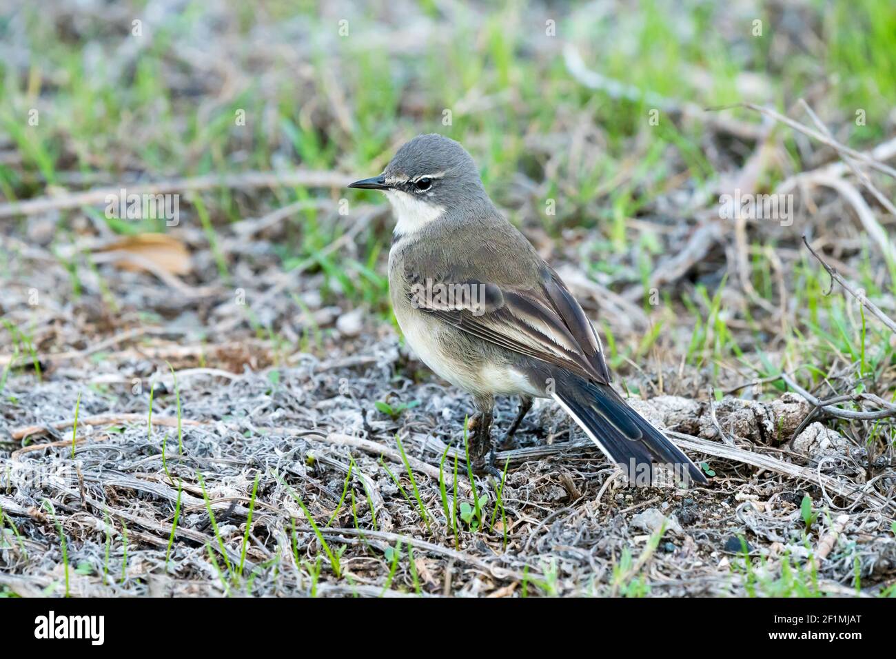 Cape wagtail (Motacilla capensis) wild bird portrait closeup in Cape Town, South Africa Stock Photo