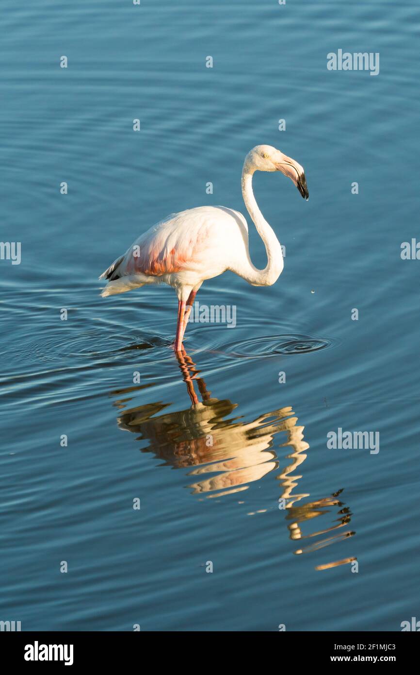 Greater flamingo (Phoenicopterus roseus) with its reflection in the calm water with ripples in the wild in Cape Town, Western Cape, South Africa Stock Photo